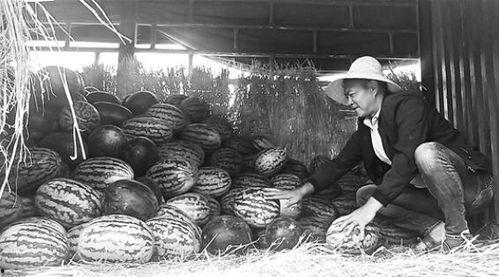 仙居吃瓜群众,揭秘当地热门话题背后的故事