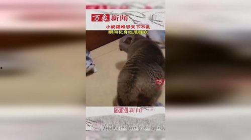 打吃瓜群众的猫,萌态可掬的“吃瓜小能手”