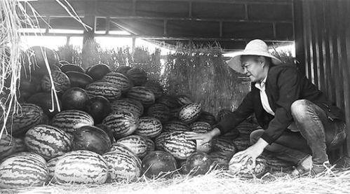 睢县吃瓜群众事迹简介,见证基层治理的民间力量